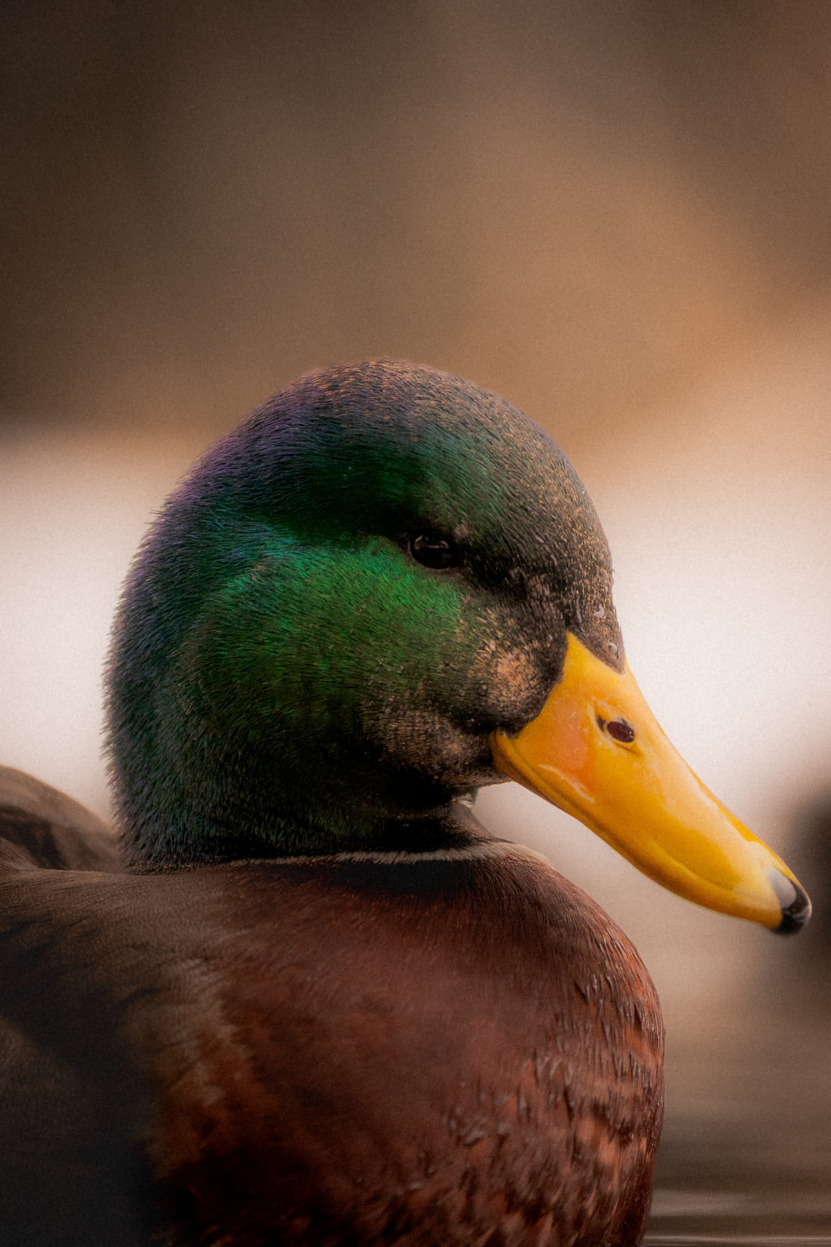 Canards à Champex-Lac